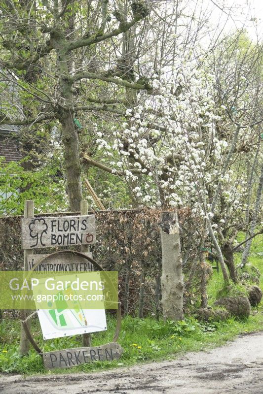 Blossom apple trees with root ball with wooden sign near tree nursery Floris bomen.