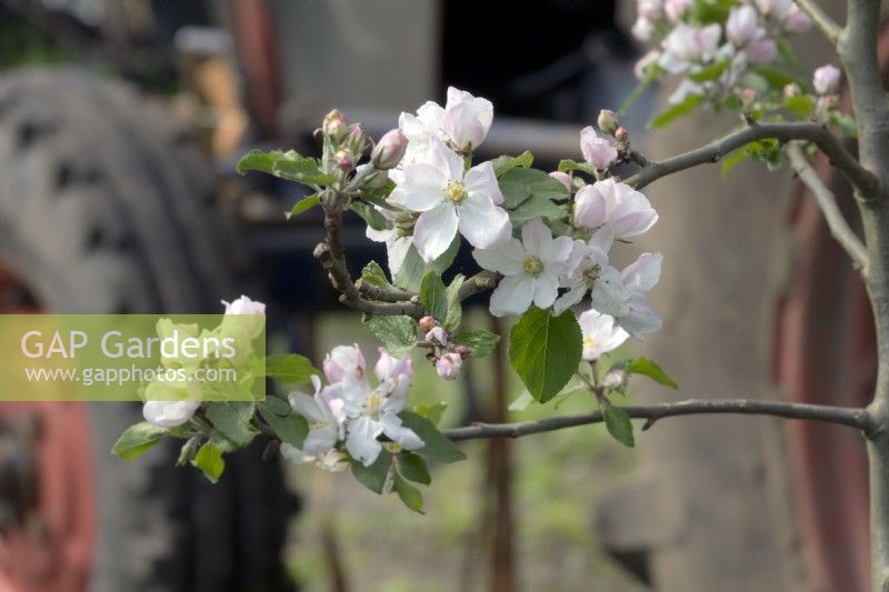 Malus-apple blossom and tractor.