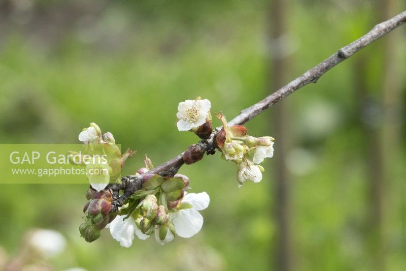 Prunus Kordia blossom