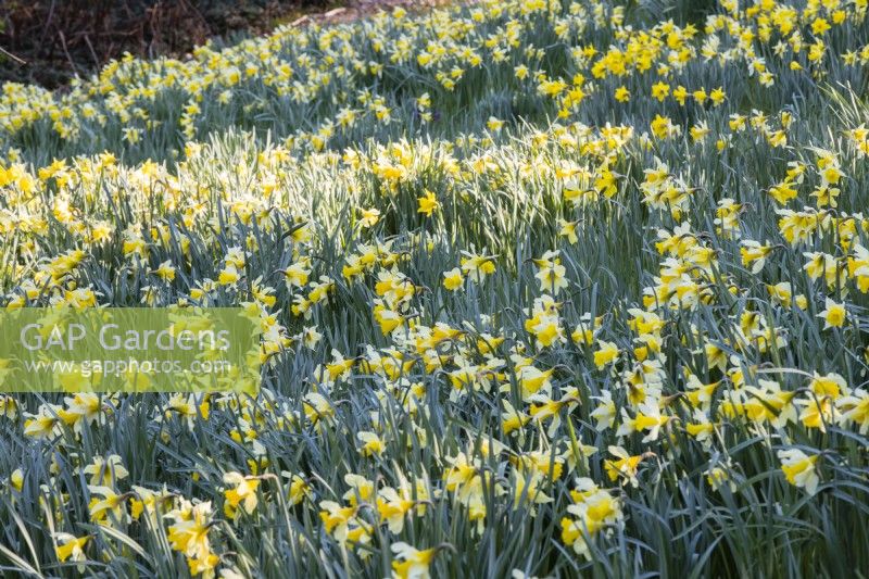 Massed planting of naturalised Narcissus pseudonarcissus in meadow. March. Spring