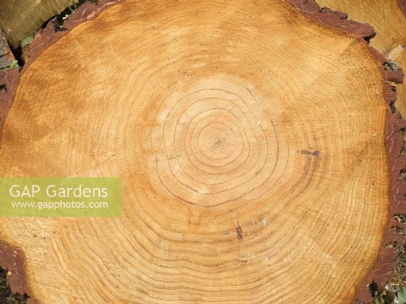 Pinus radiata - Monterey Pine -  Recently felled log