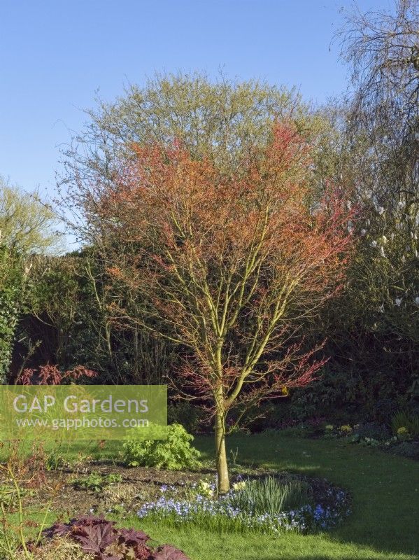 Acer palmatum 'Sango kaku' showing red colour of branches in spring