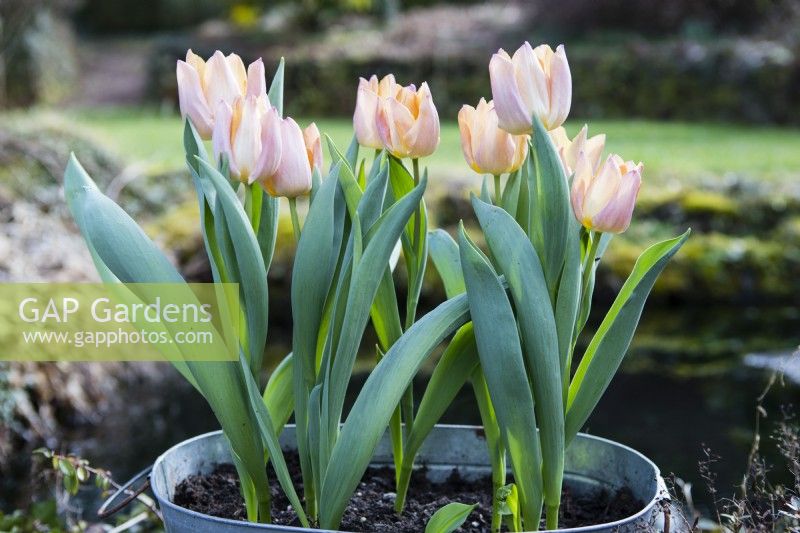 Tulipa 'Salmon Prince' . Several planted in metal container in full flower. March. Spring. 