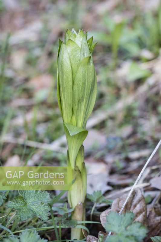 Newly emerging first shoot of Lilium martagon. March. Spring