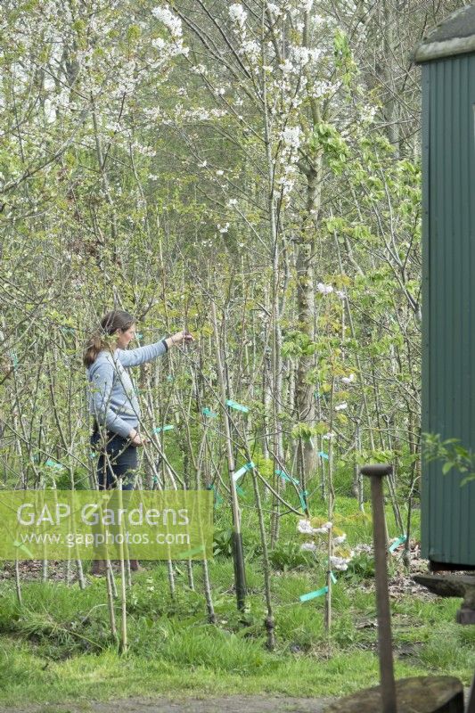Nursery owner in the middle of young blossom trees, pruning trees on the nursery.
