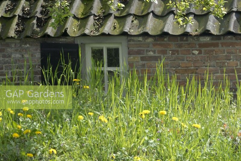 Dandelions in front of old farmhouse.
