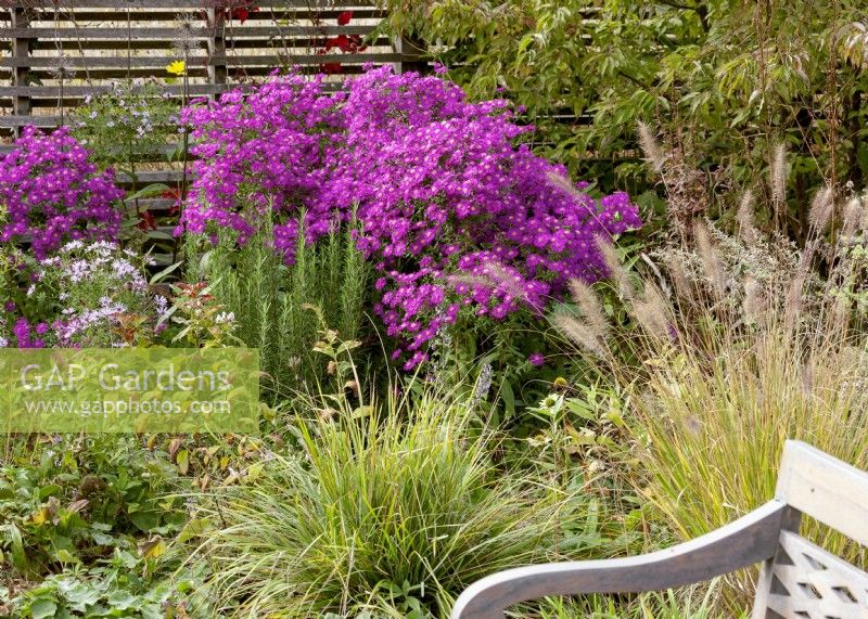 Planting with Aster sp of and grasses in the autumn, autumn September