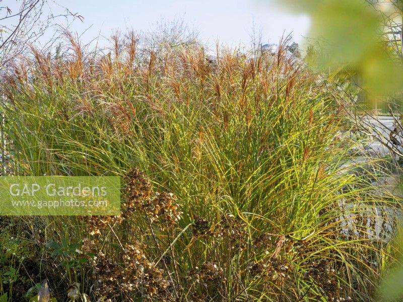 Planting with Miscanthus sinensis in the autumn, autumn September