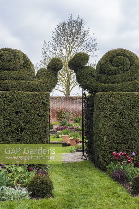 Black metal gate with Snail topiary in formal Yew hedge - Taxus baccata - leading into walled garden
