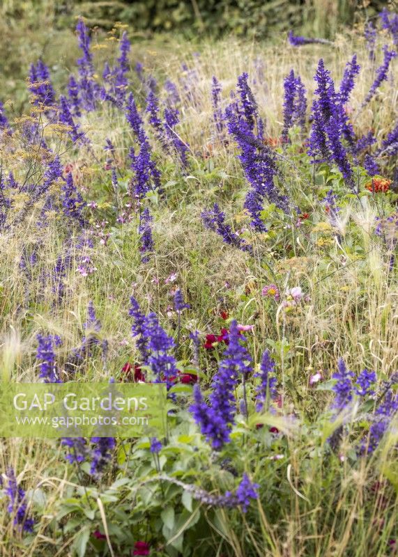 Planting with Salvia and Hordeum, summer August