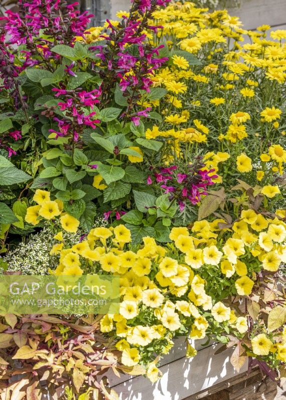 Colorful annual mix in wooden trough, summer June
