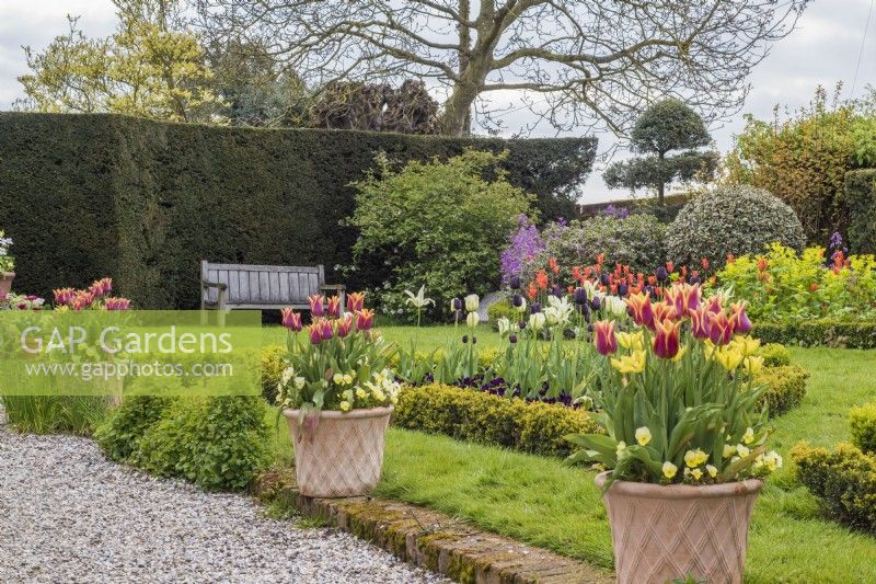 Terracotta containers of tulips along lawn in front of beds of tulips, lawn and seating
