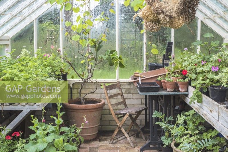 Potting up area at end of greenhouse with seat and table and overwintering citrus tree and Pelargoniums 