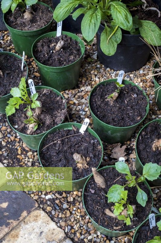 Potted Dahlia tubers undercover beginning to shoot