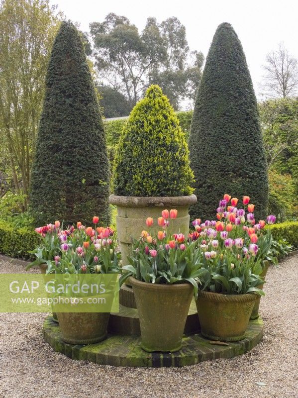 Display of large terracotta pots with mixed brightly coloured tulips surrounded by clipped yews