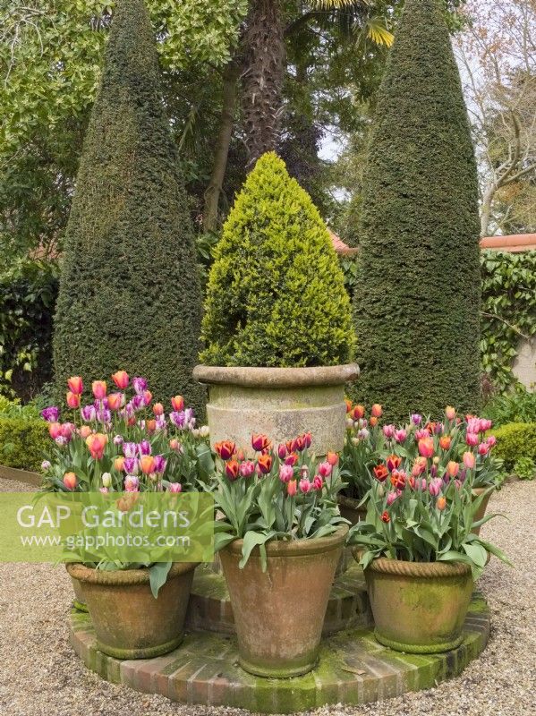 Display of large terracotta pots with mixed brightly coloured tulips surrounded by clipped yews