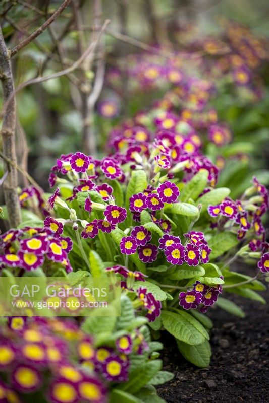 Polyanthus 'Stella Lilac' syn. 'Victoriana Lilac Lace' growing at the base of broad beans