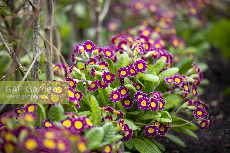 Polyanthus 'Stella Lilac' syn. 'Victoriana Lilac Lace' growing at the base of broad beans