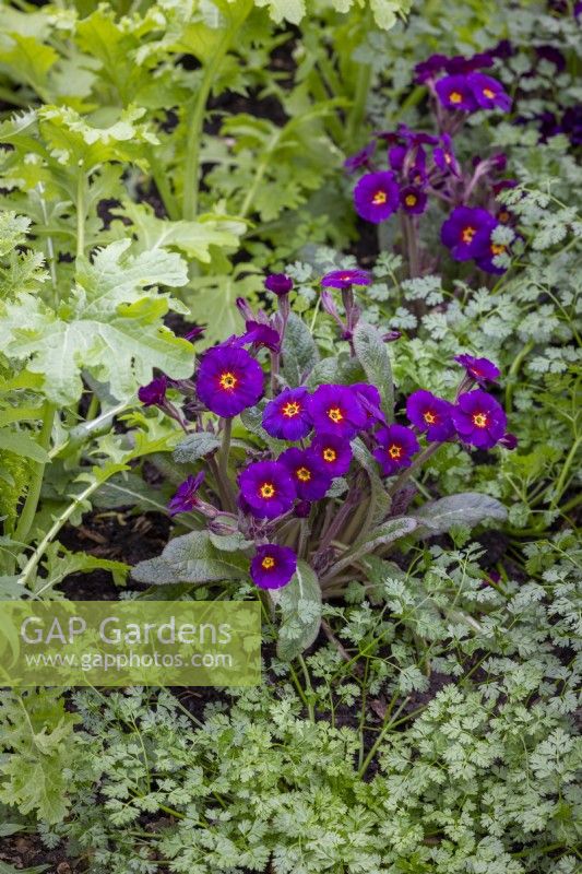 Polyanthus 'Stella Neon Violet' F1 growing with Mustard Wasabi and Chervil