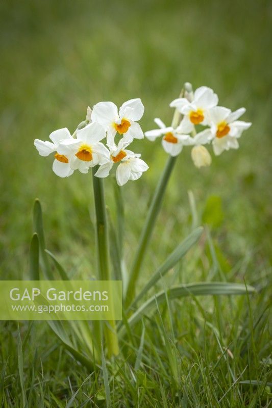 Narcissus 'Cragford' AGM growing in grass