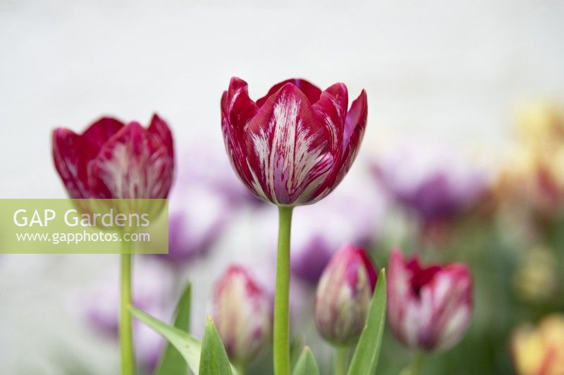 Tulipa 'Innerwheel' - Rembrandt Tulip