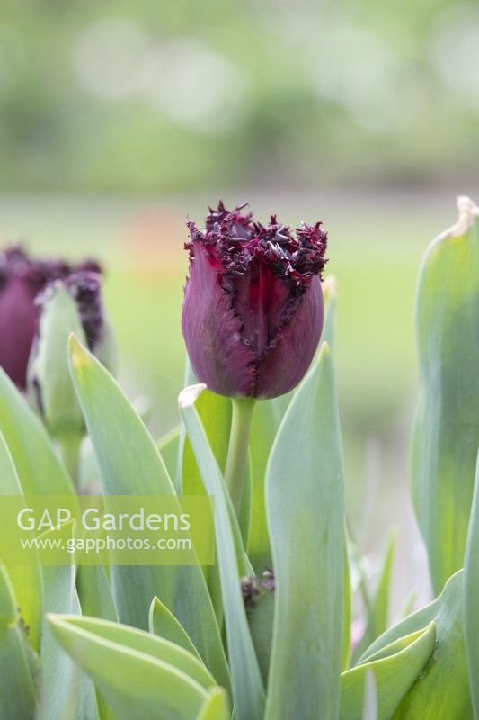 Tulipa 'Labrador' - Fringed tulip
