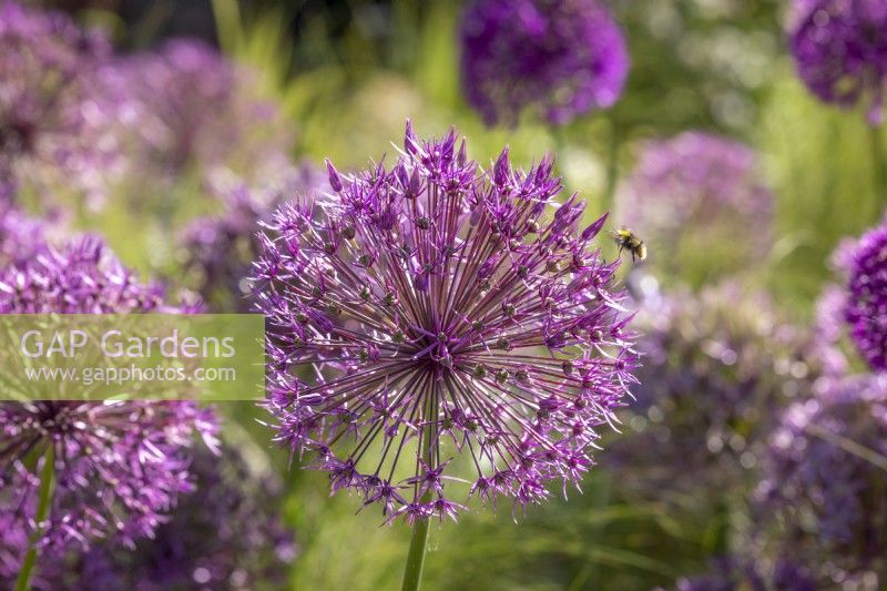 Bee landing on Allium 'Purple Rain'