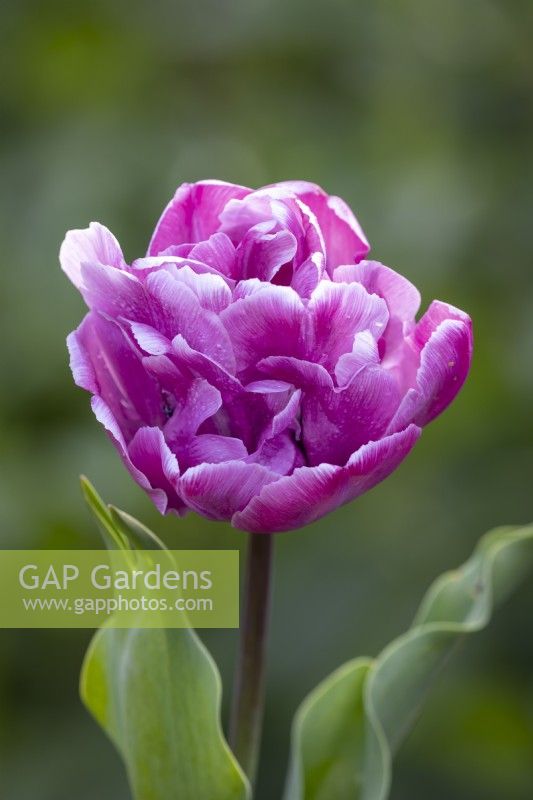 Tulipa 'Rosy Diamond'