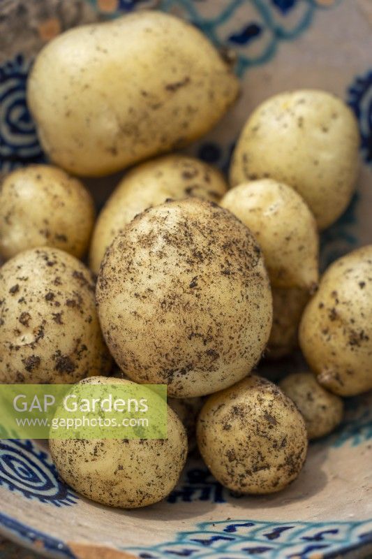 Potato 'Foremost' -  Solanum tuberosum