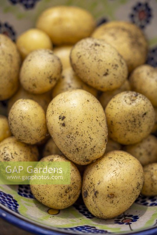 Potato 'Nicola' -  Solanum tuberosum