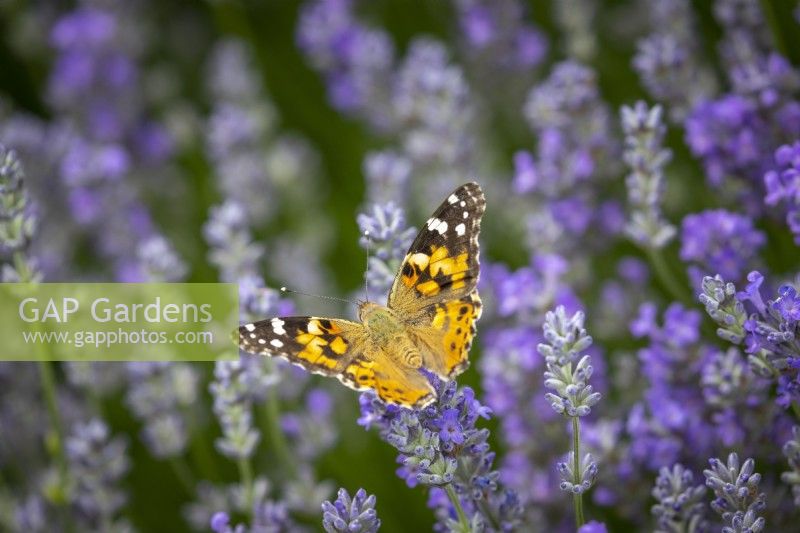 Painted lady butterfly - Vanessa cardui - on Lavandula angustifolia Miss Muffet - Lavender