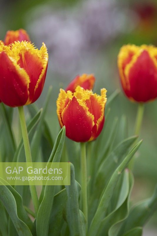 Tulipa 'Davenport' - Fringed Tulip