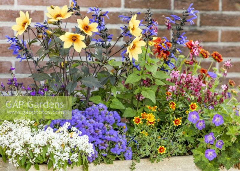 Colorful annual mix, summer July