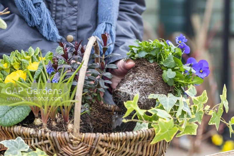Woman planting Violas in wicker basket