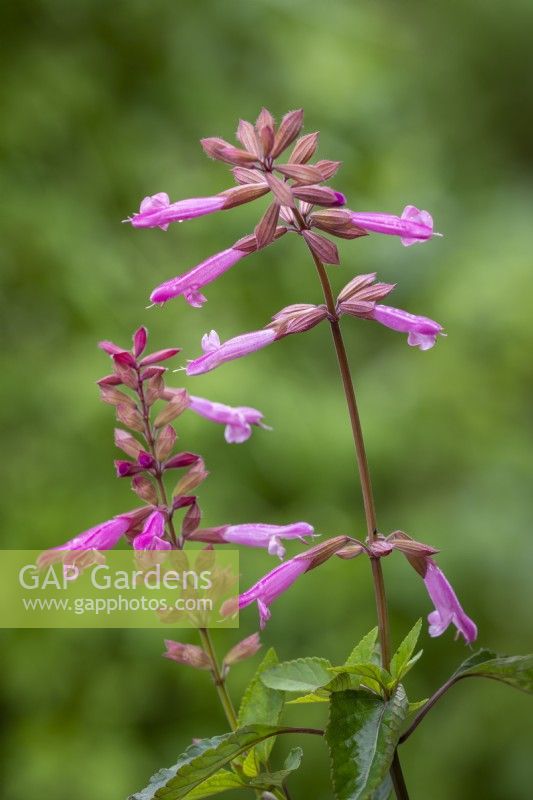 Salvia 'Kisses  and  Wishes'