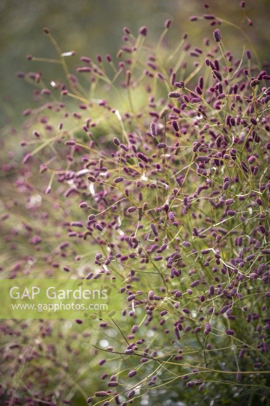Sanguisorba officinalis - Great Burnet