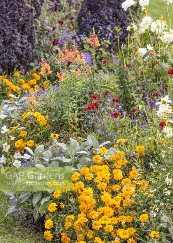 Flowerborder with annuals, summer July