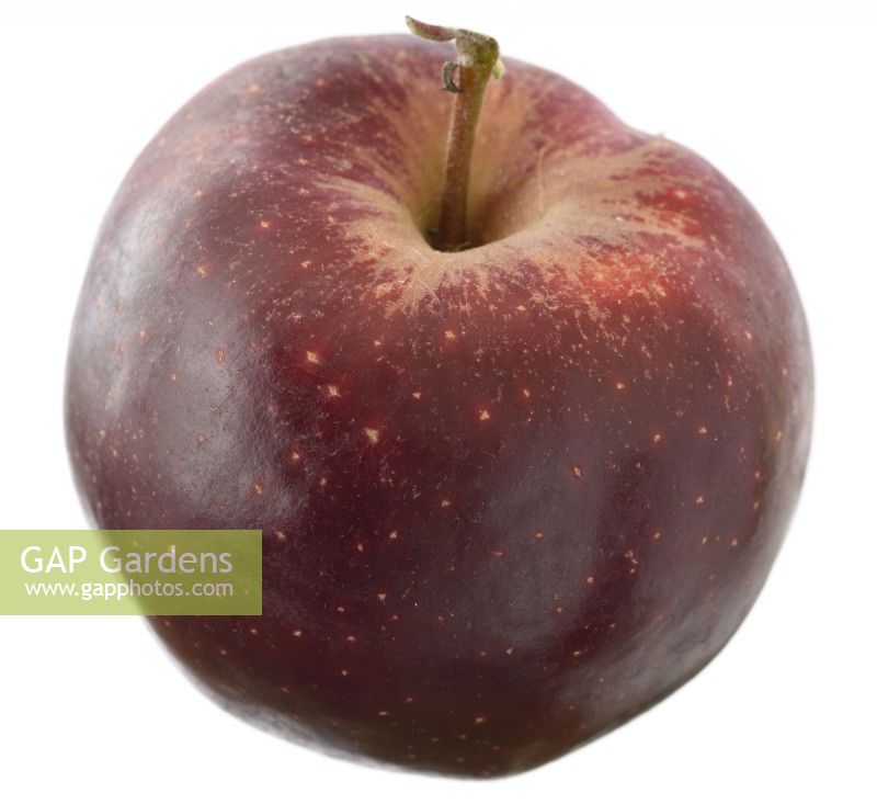 Malus domestica  'Elstar'  Apple  Picked fruit  September