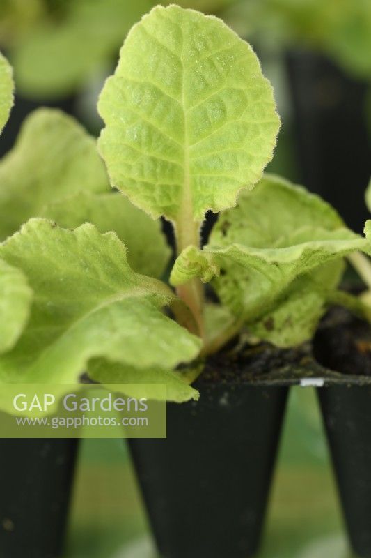 Primula primrose small plug plants in plastic packaging for postal delivery  September