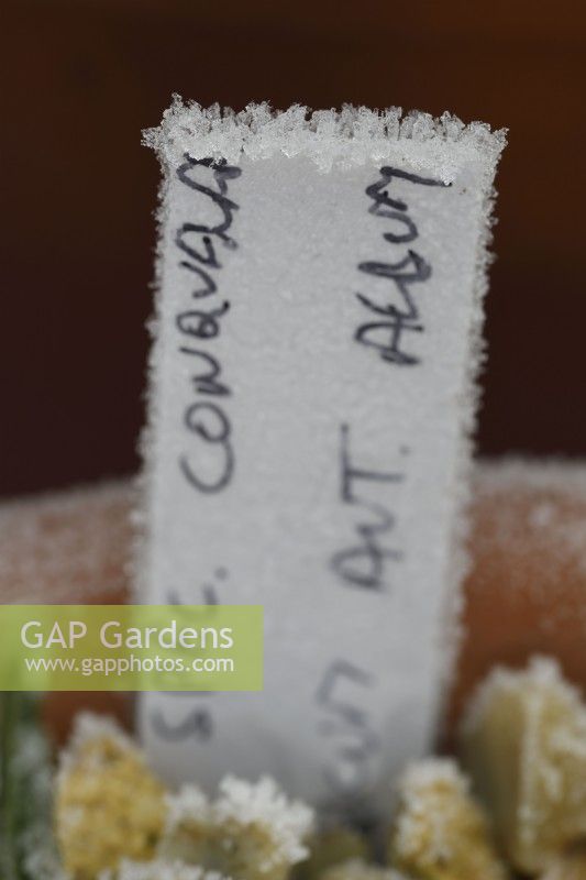 Frost on plant label in terra cotta pot  January