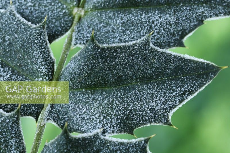 Frost on Mahonia x media 'Charity' leaves  February
