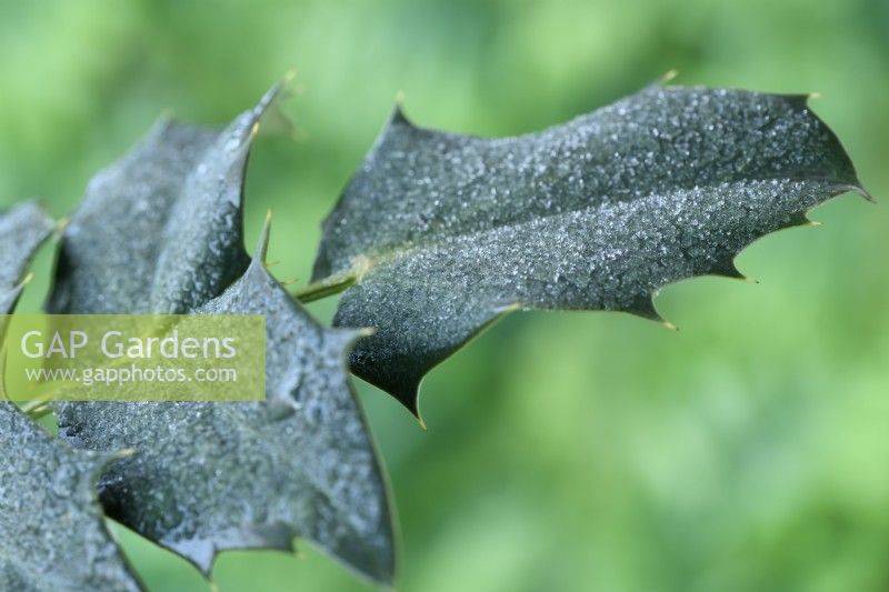 Frost on Mahonia x media 'Charity' leaves  February