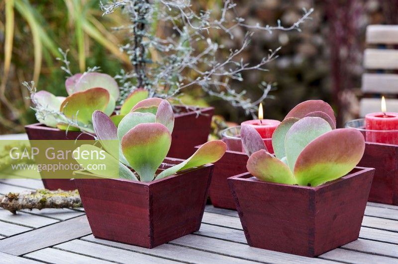 Cotyledon orbiculata, table arrangement of pig`s ear and candles in red boxes