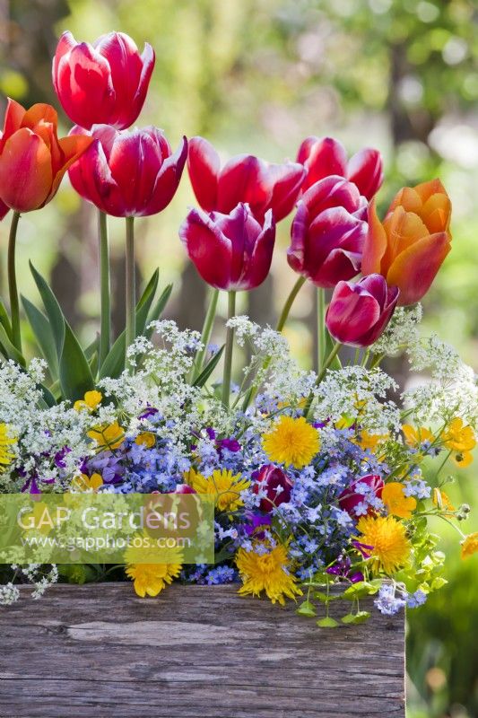 Floral arrangement with tulips, forget me nots and wild flowers.
