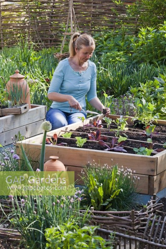 Woman creating mixed vegetable raised bed with lettuces and kohlrabies.