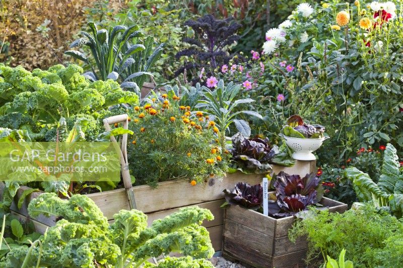 Kitchen garden in autumn with raised beds and wooden containers, planted with kohlrabi, chicory, carrots, Swiss chard, lettuces and kale.