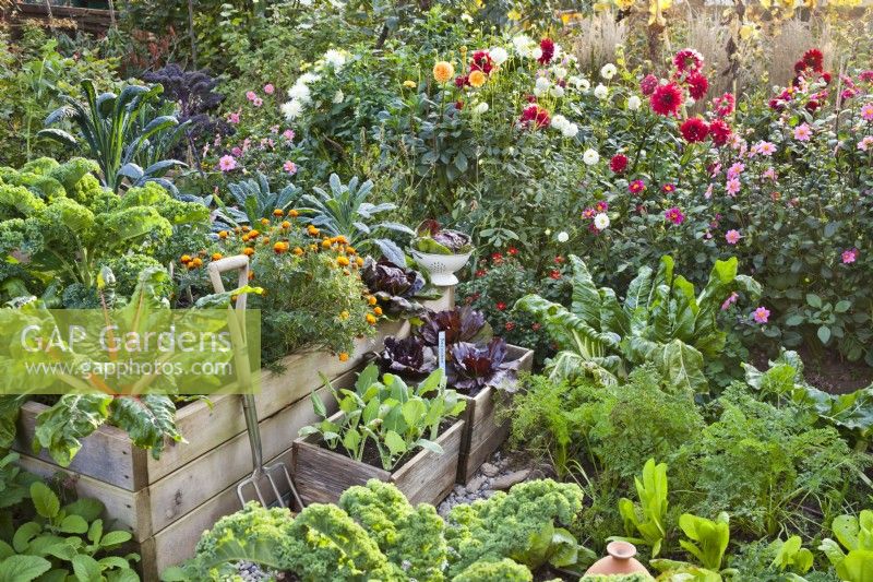 Kitchen garden in autumn with raised beds and wooden containers, planted with kohlrabi, chicory, carrots, Swiss chard, lettuces and kale.