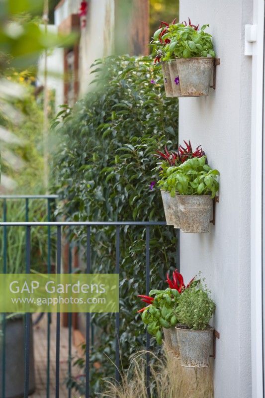Vertical planting of herbs and vegetables grown in rusty metal containers.