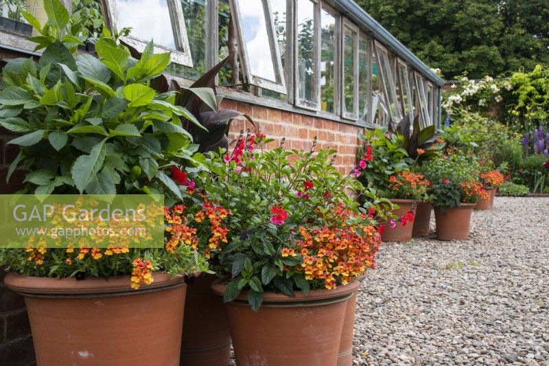 Summer containers against a glasshouse at Morton Hall Gardens with dahlia, nemesia, and Salvia 'Royal Bumble'.