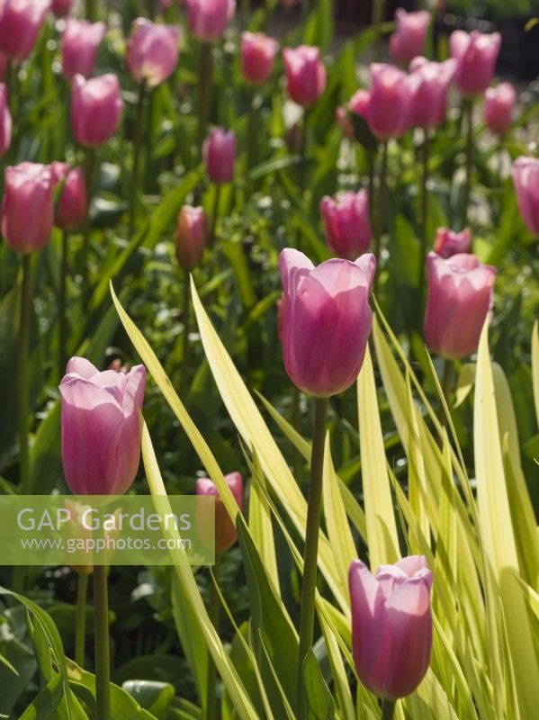 Tulipa -  pink tulips with Iris 'Aichi-No-Kagayaki' leaves